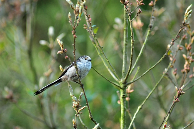 22 05 16_6774_edited-1.jpg - LONG-TAILED TIT - HORSESHOE COMMON, SUNNY BOURNEMOUTH, DORSET - 23.5.16